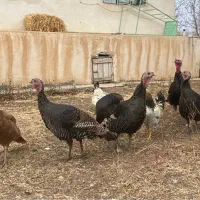 بوقلمون نر و ماده امسال|حیوانات مزرعه|اردبیل, |دیوار