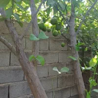 خریدار لیمو ترش وسنگی باغات|خدمات باغبانی و درختکاری|دوگنبدان, |دیوار