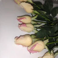 گل رز لمسی صورتی سفید