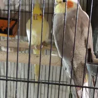 عروس هلندی نر ماده