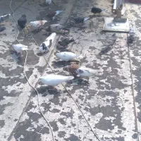 تعدادی کبوتر ۶۰ عدد