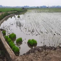 سینی نشاء مدلPS039 برنج تولید و پخش باکس قالب توم