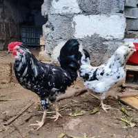 جوجه گلین پنگوئنی و تخم گلین|حیوانات مزرعه|جویبار, |دیوار