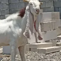 نری گلابی اصل اصل سه قلویی در رودان