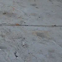 کفتر|پرنده|چهارباغ, |دیوار