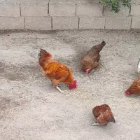 اردک اسرایبلی غاز مرغ اردک پرکنده و زنده|حیوانات مزرعه|رستم‌آباد, |دیوار