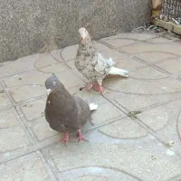 دم سفید طوقی