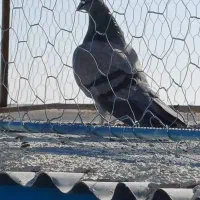 فروش بوقلمون ۱۰عدد