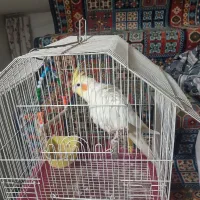 عروس هلندی نر لوتینو