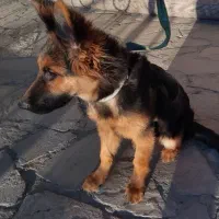 سگ ژرمن اصیل