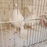 نرماده سفید پرپا قیمت 750معاضه دارم با پرنده کاشمر|پرنده|کاشمر, |دیوار