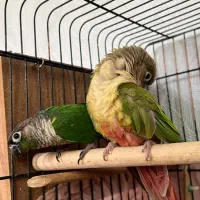 جفت مولد گرینچیک طوطی گرینچیک