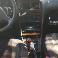 طوطی|پرنده|بم, |دیوار