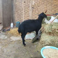 بره قوچ قره قزل لخت مناسب برای نسل کشی|حیوانات مزرعه|سجاس رود, |دیوار