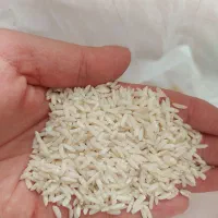 برنج طارم هاشمی گیلان اصل مستقیم از کشاورز|خوردنی و آشامیدنی|ورامین, ورامین|دیوار