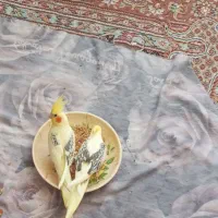 یک جفت عروس هلندی نروماده جوجه آخر فروردین