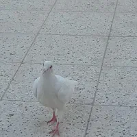 کفتر جوجه سار