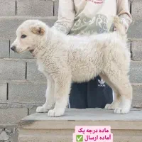 سگ های مخصوص گله و نگهبانی آلابای روسی