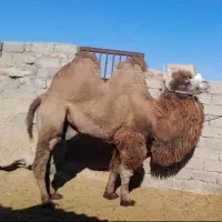 خرید فروش شتر|حیوانات مزرعه|سبزوار, فرهنگیان|دیوار