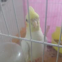 عروس هلندی