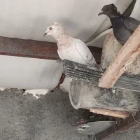 کفترکوهی ماده