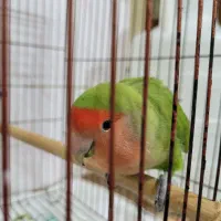 طولی برزیلی|پرنده|شادگان, |دیوار