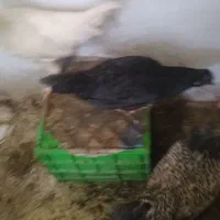 مرغ تخم گذار با سه تا جوجه بزرگ