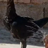 ماده مرغ افغانی اصیل