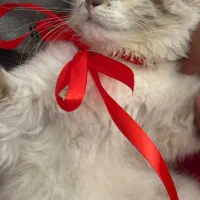 طوله بریتیش و اسکاتیش|گربه|مشهد, رسالت|دیوار