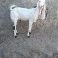 کهره نر گلابی
