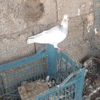 طوقی|پرنده|اهواز, دغاغله|دیوار