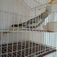 عروس مرواریدی نره|پرنده|شوشتر, |دیوار