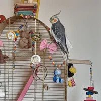 عروس اهلی سخنگو