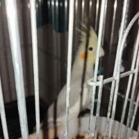 عروس هلندی