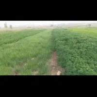 خوراکی و آشامیدنی|خوردنی و آشامیدنی|قلعه شاهین, |دیوار