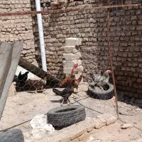 مرغ و خروس