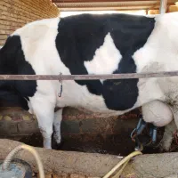 چندعددگاو شیری همه آبستن بالا شکم دومم.|حیوانات مزرعه|بردسکن, |دیوار