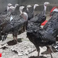 تخم نطفه دار بوقلمون برنز انگلیسی|حیوانات مزرعه|اصفهان, جویباره|دیوار