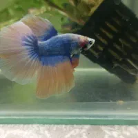 ماهی فایتر نر آماده جفت گیری|ماهی|تهران, خلیج فارس|دیوار