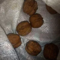 گردو