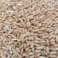 گندم دیم برای بذر گندم منطقه سیلاخور|حیوانات مزرعه|سیلاخور, |دیوار