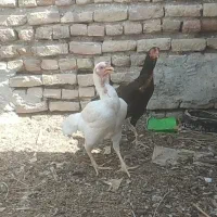 مرغ