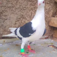 دوتاکبوترخط سفید|پرنده|شیراز, شهدای شهرک سعدی|دیوار