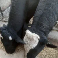 گوساله