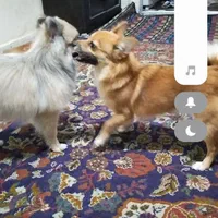 این سگ گم شده|حیوانات|تهران, جوادیه تهرانپارس|دیوار