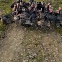 بوقلمون‌کاملا‌محلی‌واورگانیک