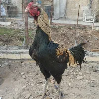 خروس مرغ لاری