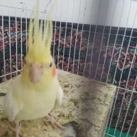 عروس هلندی ماده آماده جفت گیری