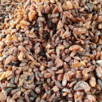 کشمش افتابی گله کاشمر|خوردنی و آشامیدنی|مشهد, کوشش|دیوار