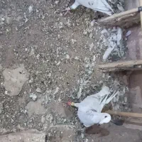 یک جفت نر عتیقه زدوخوردی ..موقعیت سبزوار قابل ارسا